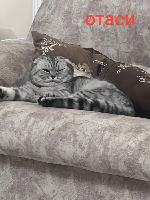 Тоза зотли шиншилла ўғил