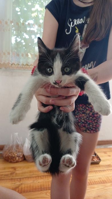 Отдам котят. Бесплатно
