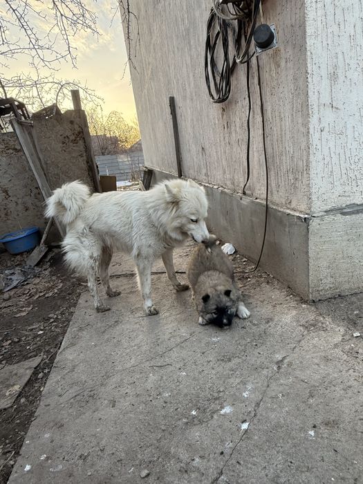 Продам щенков Лайки. 1мес мальчик и девочка