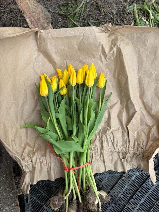 тюльпаны гул қызғалдақ роза