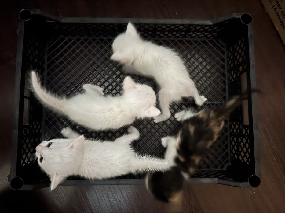 Отдам котенка в добрые руки