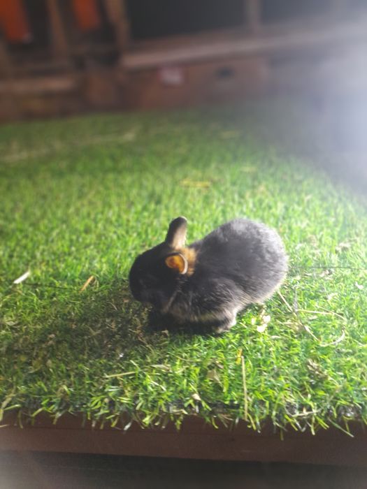 Карлик чёрный агнени ва галубой агнени  аргинал