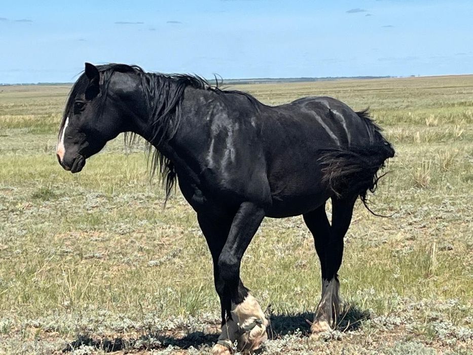 Айғыр,конь полутяж