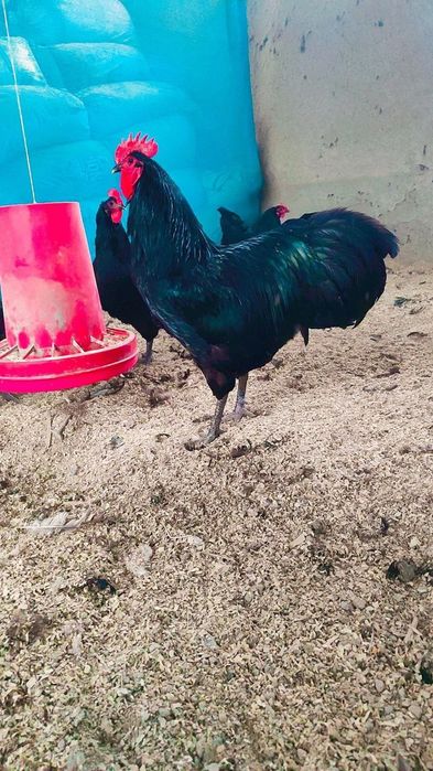 Астролог тоза зотли товух тухум хамда жужаларига заказ оламиз