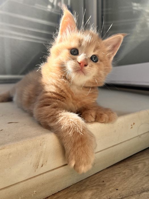 Мейн Кун котята рыжие