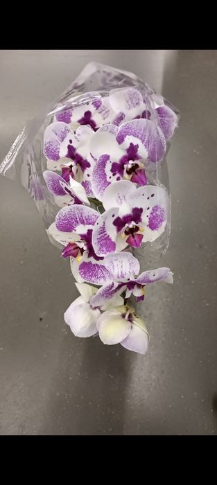 Орхидея! Орхидея!