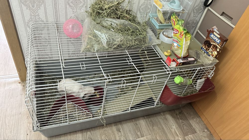 Отдаем кролика с клеткой