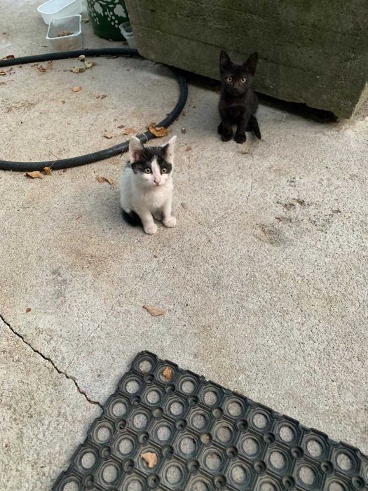 Подаряваме котенца