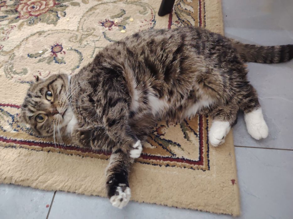 Кошка стерилизованная.