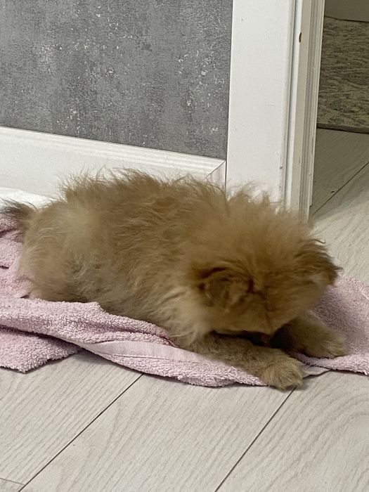 шпиц поомеранский