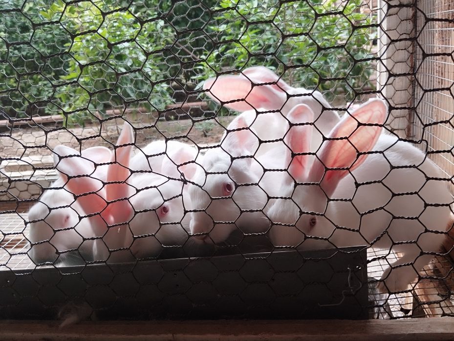 Quyon bolalari заяц