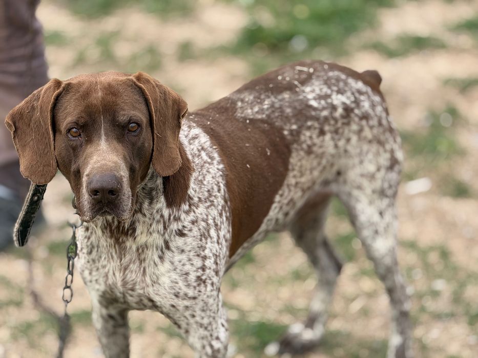 Ovchi it ,Karchaar,Карцхаар