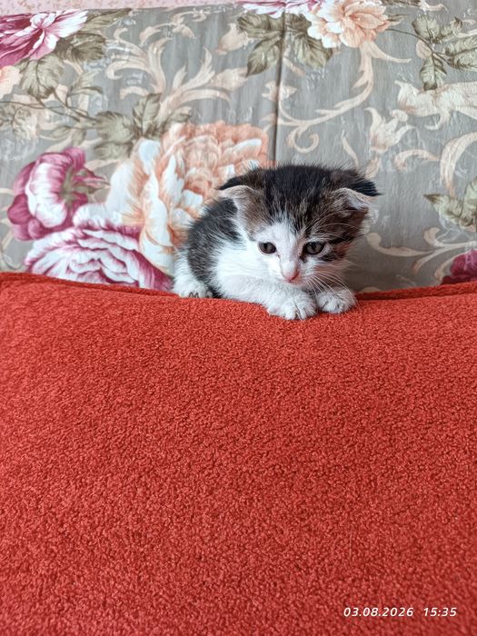 Отдам котят в добрые руки