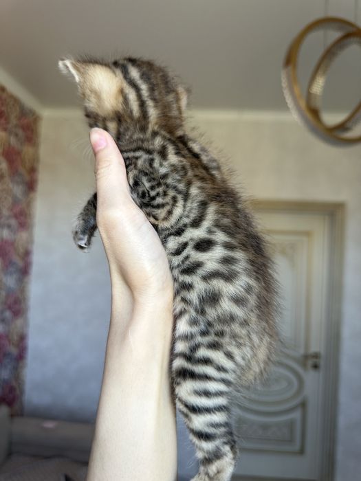 Продаётся бенгальская кошечка