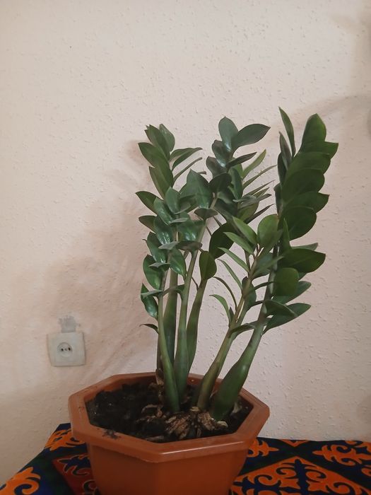 Цветы для дома..