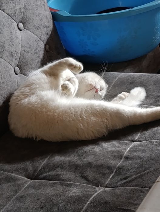 Шотландский скоттиш фолд