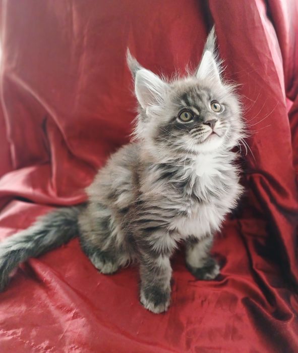 Maine Coon mascul, parinti cu pedigree