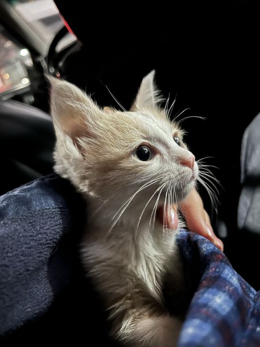 Отдам мальчишку котенка