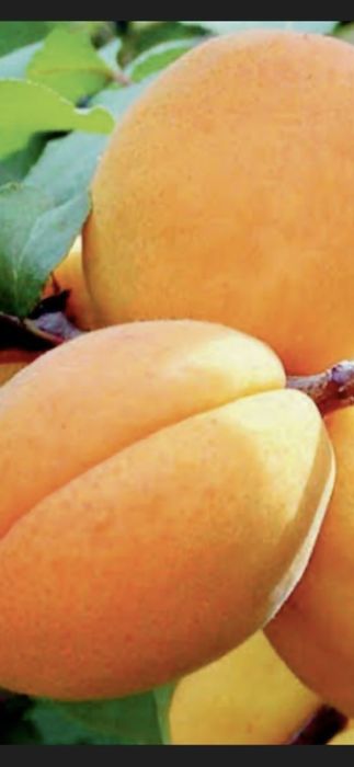 Cais.Prun Nuci Chandler Aluni Visin Castan.Kaki.Rodiu.Ciresi.Tei>RO