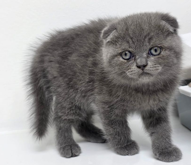 висЛоуХие КотЯта