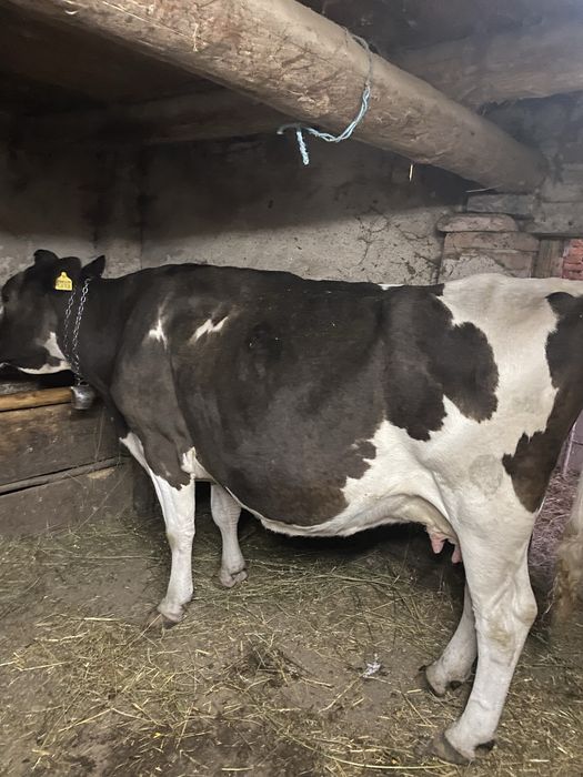 Vaca holstein cu vitea