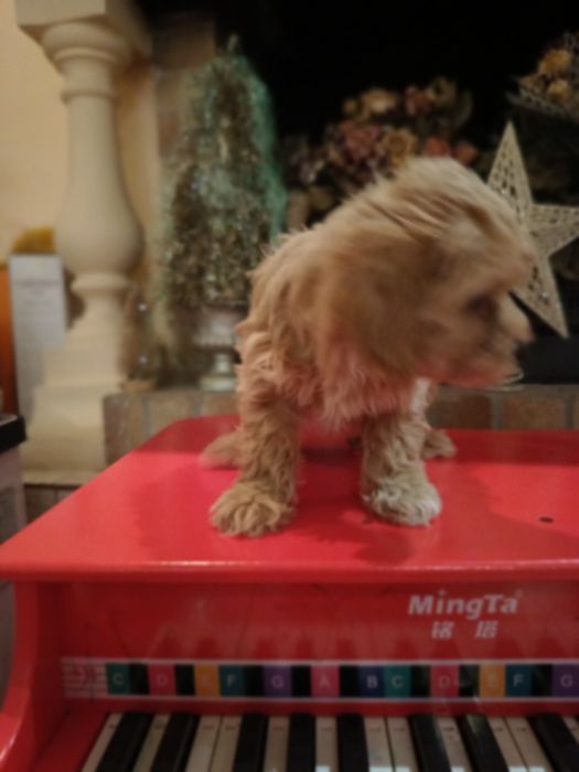 Băiețel Cavapoo jucăuși