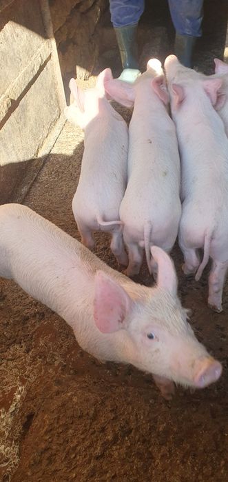 Продаваме малки прасенца