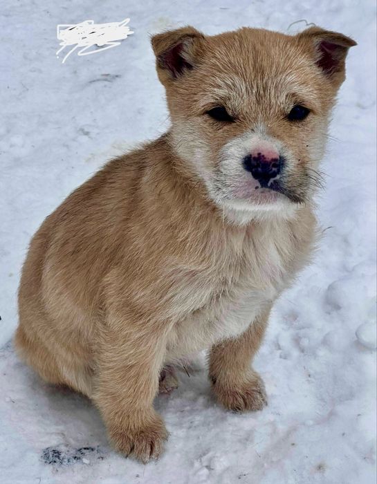 Щенки в добрые руки