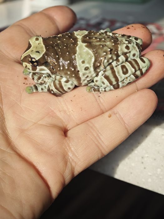 Амазонская молочная лягушка