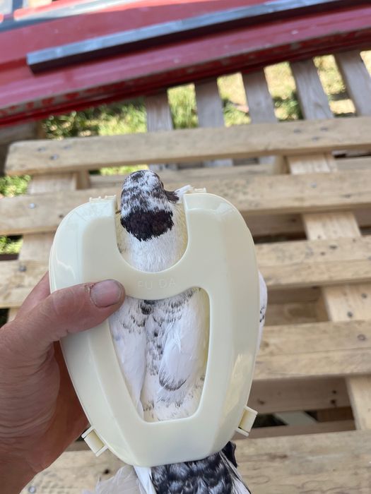 Станок стойка държач за гълъби