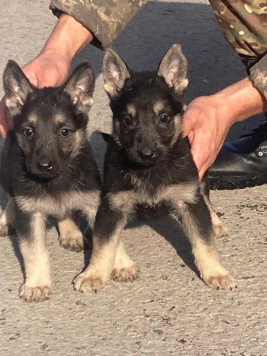 щенки Восточно-европейской овчарки