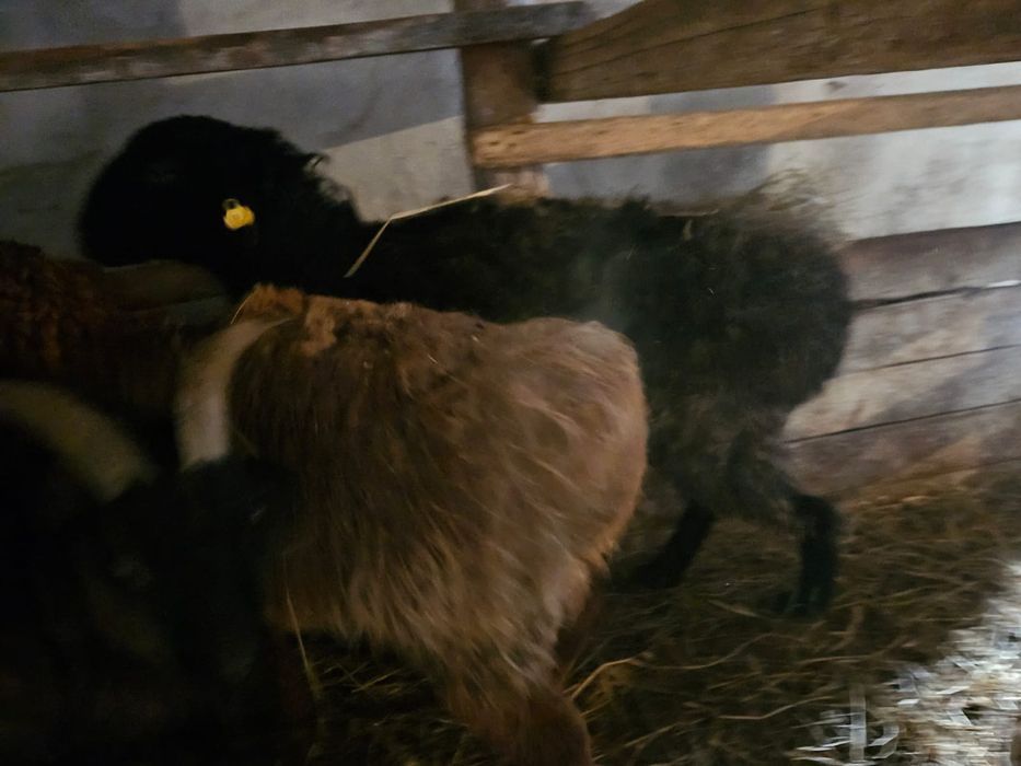 Продам жирных баранов