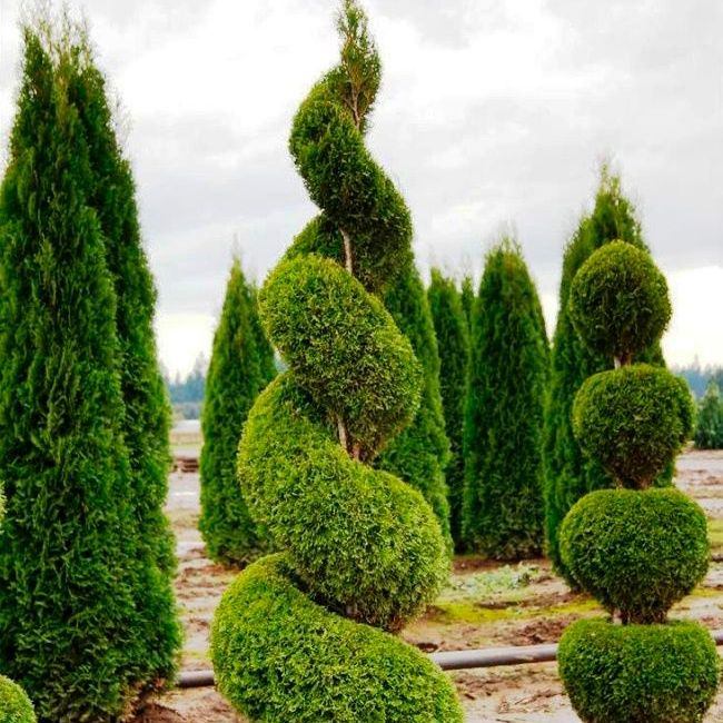 Европа в Махаллий туради манзарали дарахтлар