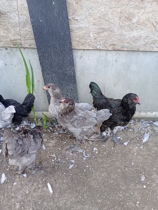 Ameraucana tineret