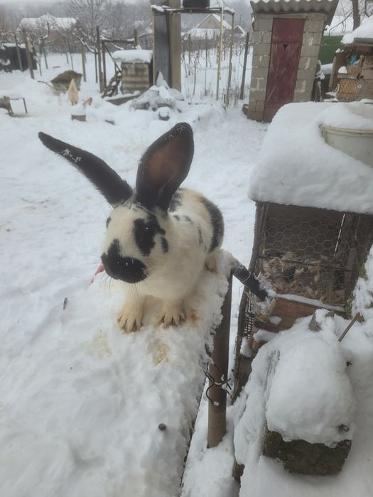 Mascul fluture german