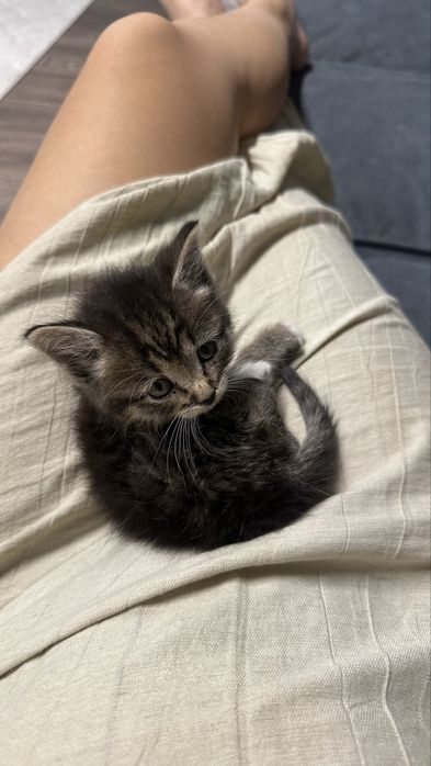 Котенок ждет хозяина
