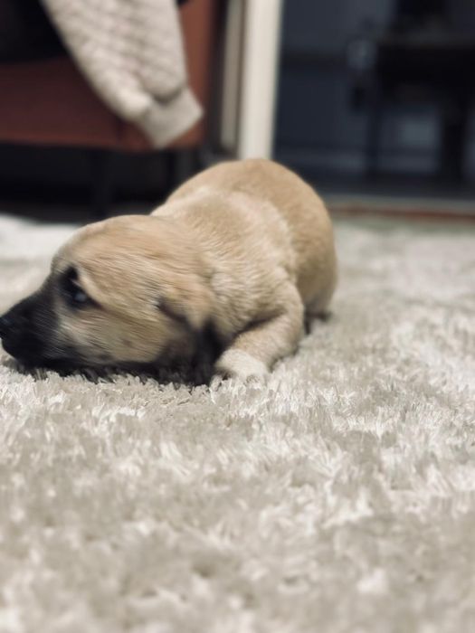 Отдаю щенков бесплатно