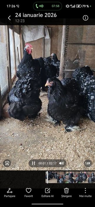 Cochinchina uriaș bobat și Galben