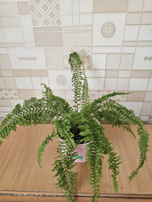 Комнатные  цветы