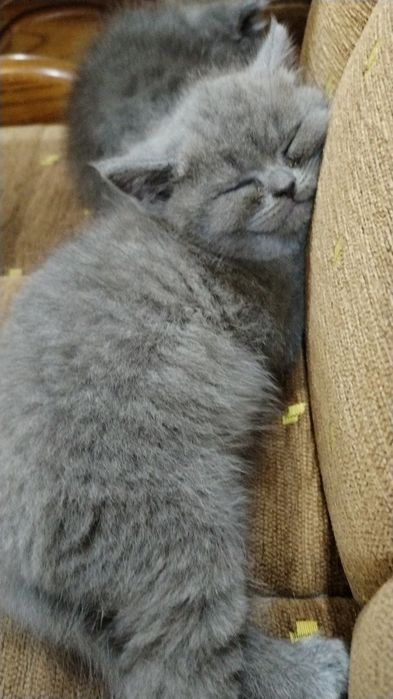 Продам котят: суотиш фолд и страйд