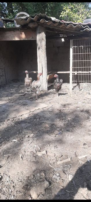 Тауыктар сатылады