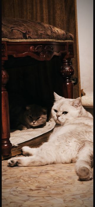 Продам     котят