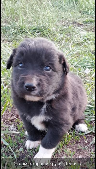 Отдам в добрые руки