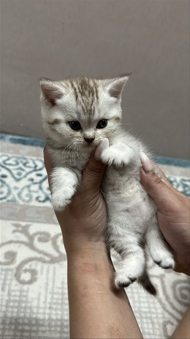 Чистокровнные котята