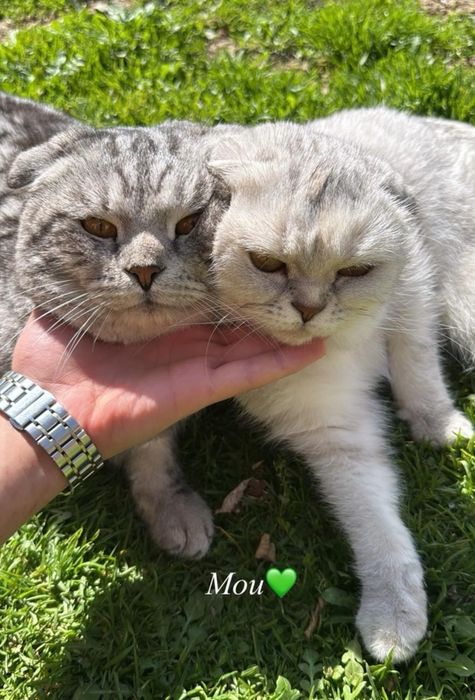 Котенок британская короткошерст