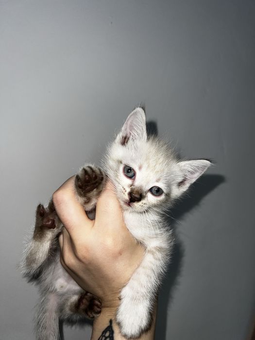 Красивые котята