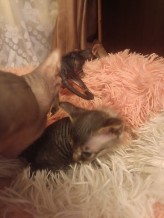 Продам котят донского сфинкса.