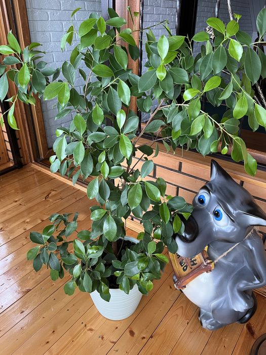 Продам Фикус Бенджамина