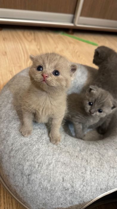 Продается котенок . Вислоухий шотландский котик