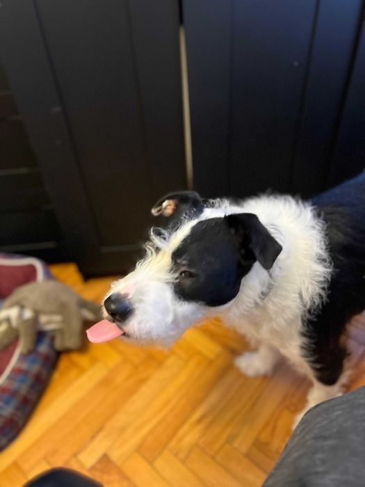 Ofer spre adoptie metis de Amstaff